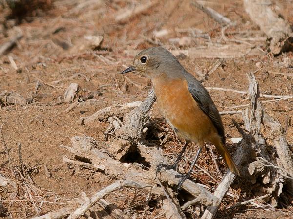 <h3><a href="/trips/marokko/biota/animalia/chordata/aves/040 passeriformes/108 muscicapidae/phoenicurus moussieri/phoenicurus moussieri-nl.html">Phoenicurus&nbsp;moussieri</a> / Moussier's&nbsp;redstart / Diadeemroodstaart</h3>OM-1 Mark II met OLYMPUS M.150-400mm F4.5 TC, 1/2000 sec  bij F5.6, ISO 500, afstand 18.6&nbsp;m
